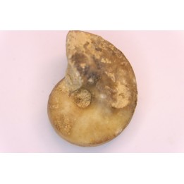 nautile:  Somalinautilus clavifer - Bathonien - Saint Benin d'Azy (58) FRANCE