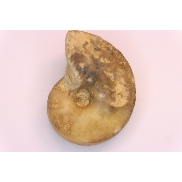 nautile:  Somalinautilus clavifer - Bathonien - Saint Benin d'Azy (58) FRANCE