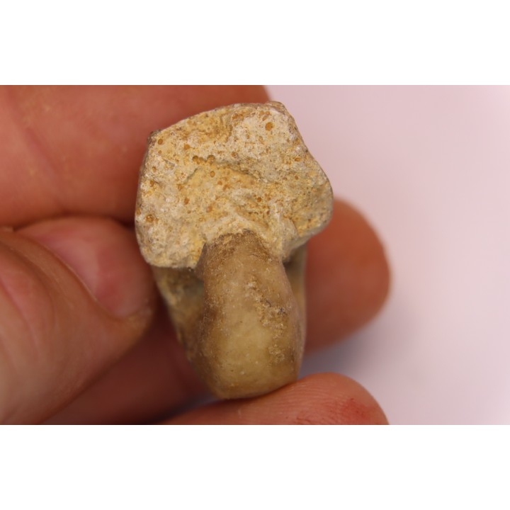 nautile:  Somalinautilus clavifer - Bathonien - Saint Benin d'Azy (58) FRANCE