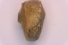 nautile:  Somalinautilus clavifer - Bathonien - Saint Benin d'Azy (58) FRANCE