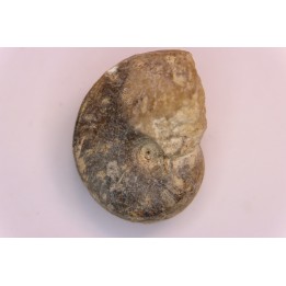 nautile:  Somalinautilus clavifer - Bathonien - Saint Benin d'Azy (58) FRANCE