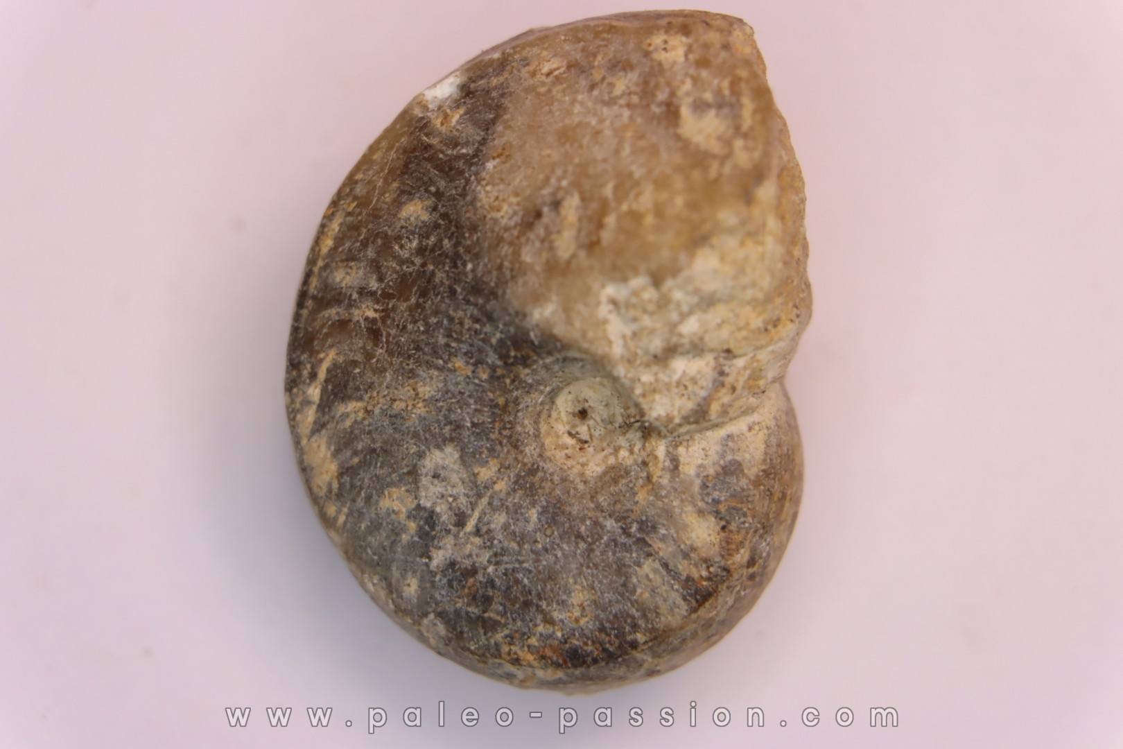 nautilus: Somalinautilus clavifer - Bathonian - Saint Benin d'Azy - FRANCE