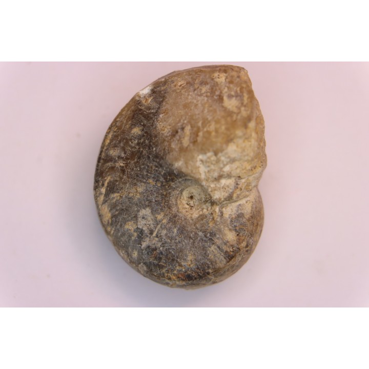 nautile:  Somalinautilus clavifer - Bathonien - Saint Benin d'Azy (58) FRANCE