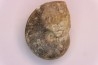 nautile:  Somalinautilus clavifer - Bathonien - Saint Benin d'Azy (58) FRANCE