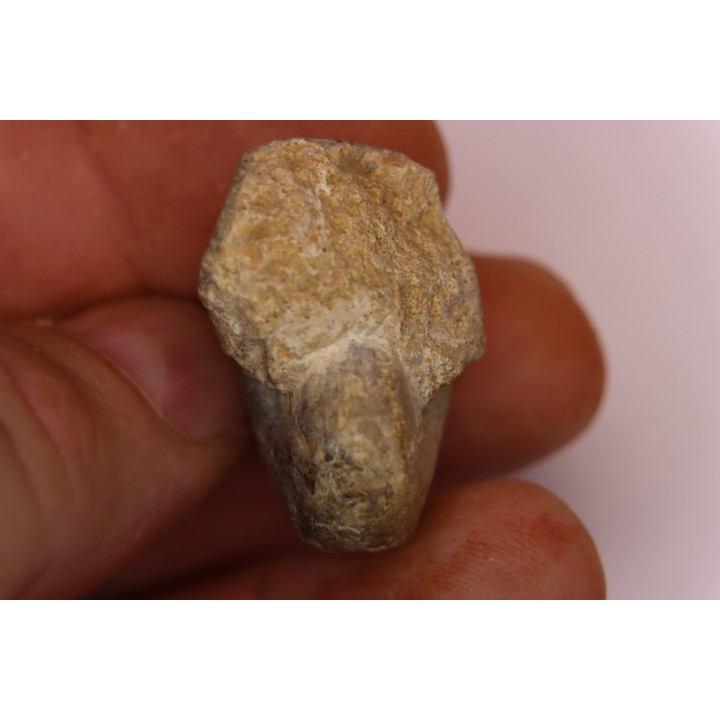 nautile:  Somalinautilus clavifer - Bathonien - Saint Benin d'Azy (58) FRANCE