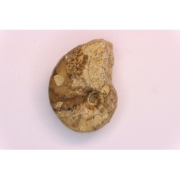 nautilus:  Somalinautilus clavifer - Bathonian -  Saint Benin d'Azy - FRANCE