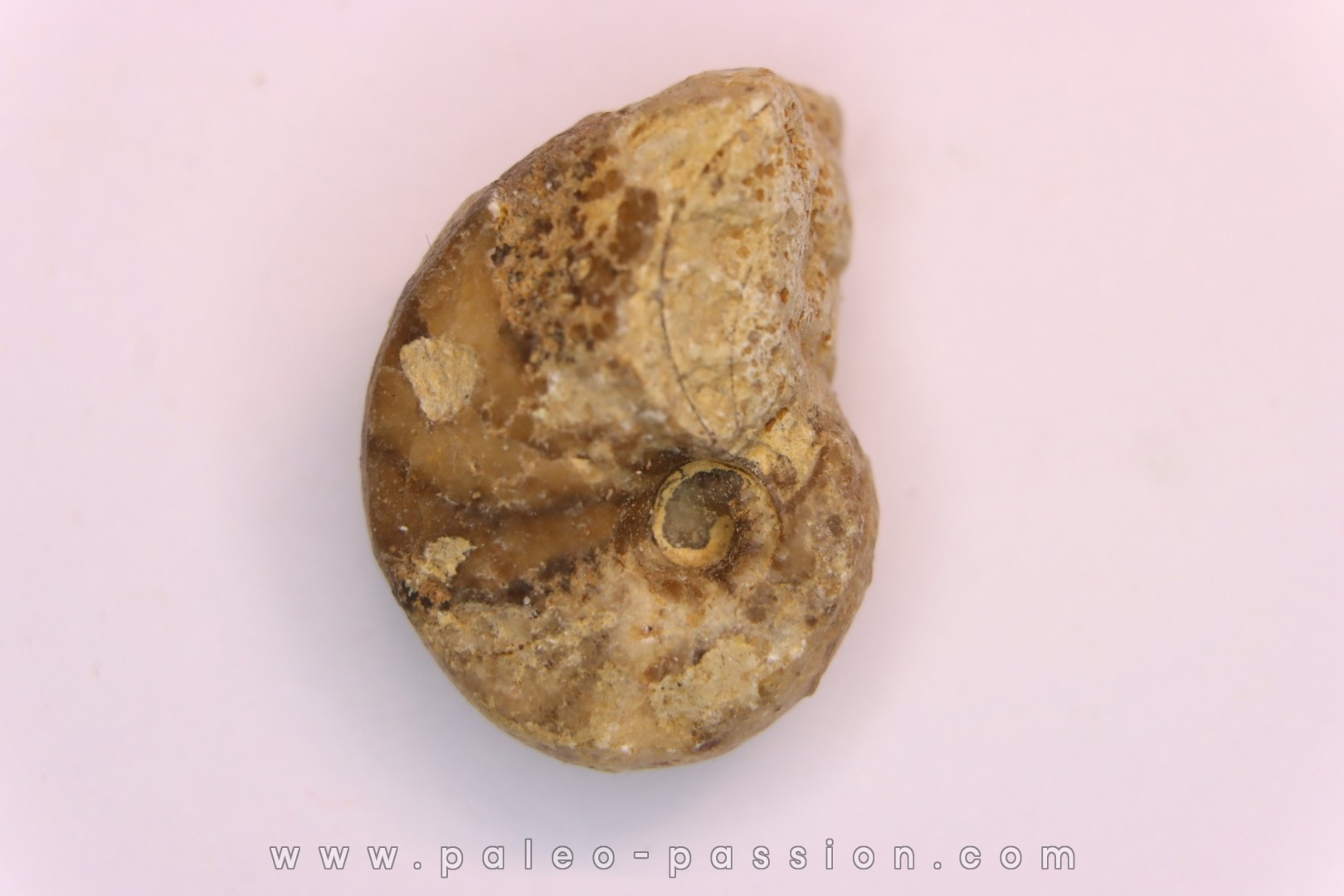 nautilus: Somalinautilus clavifer - Bathonian - Saint Benin d'Azy - FRANCE