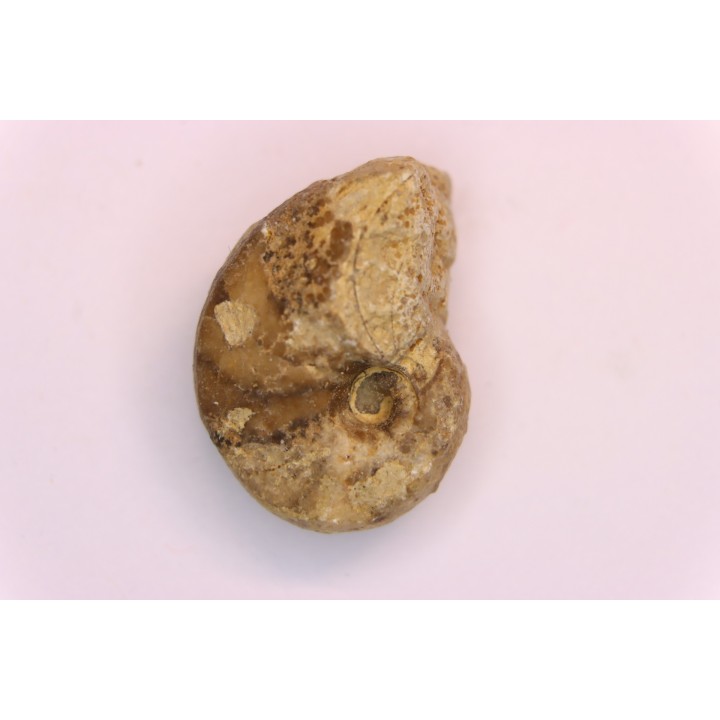 nautile:  Somalinautilus clavifer - Bathonien - Saint Benin d'Azy (58) FRANCE