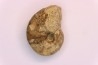 nautile: Somalinautilus clavifer - Bathonien - Saint Benin d'Azy (58) FRANCE