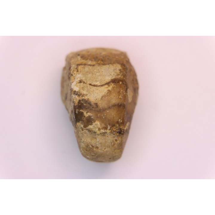 nautilus:  Somalinautilus clavifer - Bathonian -  Saint Benin d'Azy - FRANCE