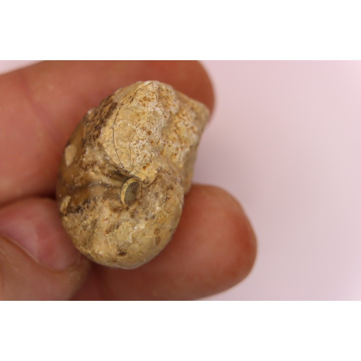 nautile:  Somalinautilus clavifer - Bathonien - Saint Benin d'Azy (58) FRANCE