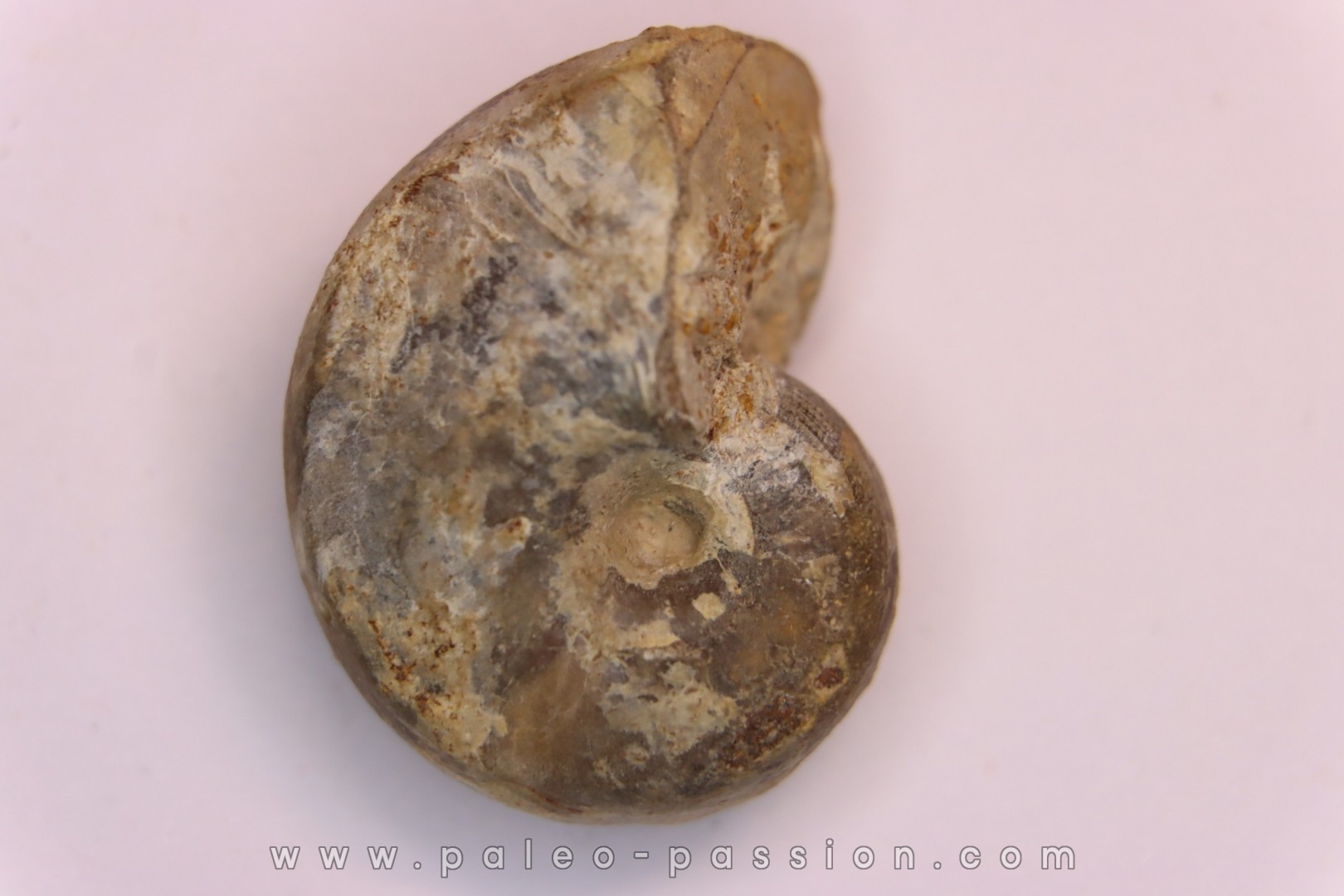 nautilus: Somalinautilus clavifer - Bathonian - Saint Benin d'Azy - FRANCE