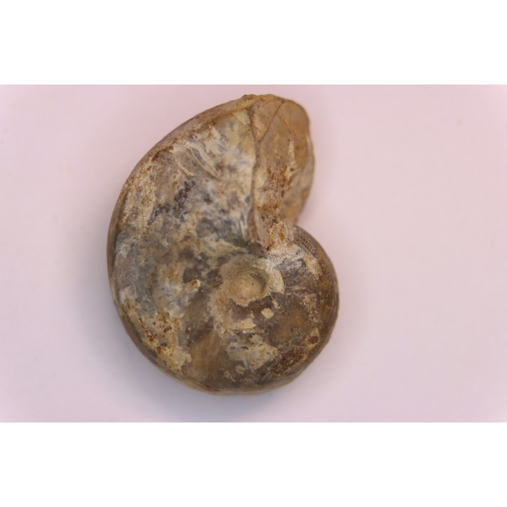 nautile:  Somalinautilus clavifer - Bathonien - Saint Benin d'Azy (58) FRANCE