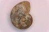 nautile:  Somalinautilus clavifer - Bathonien - Saint Benin d'Azy (58) FRANCE