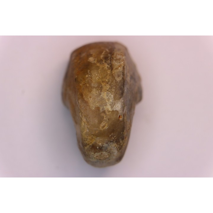 nautile:  Somalinautilus clavifer - Bathonien - Saint Benin d'Azy (58) FRANCE
