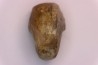 nautile:  Somalinautilus clavifer - Bathonien - Saint Benin d'Azy (58) FRANCE