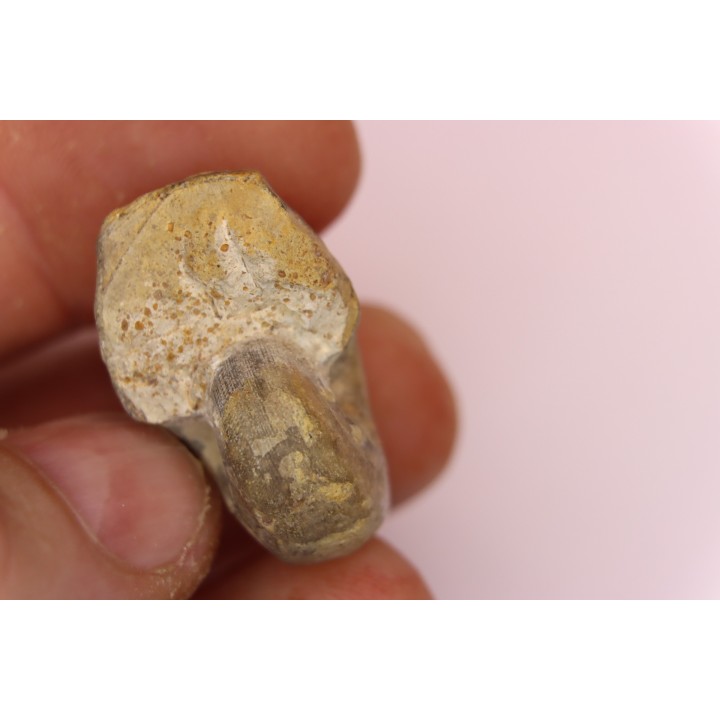 nautile:  Somalinautilus clavifer - Bathonien - Saint Benin d'Azy (58) FRANCE