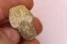 nautile:  Somalinautilus clavifer - Bathonien - Saint Benin d'Azy (58) FRANCE