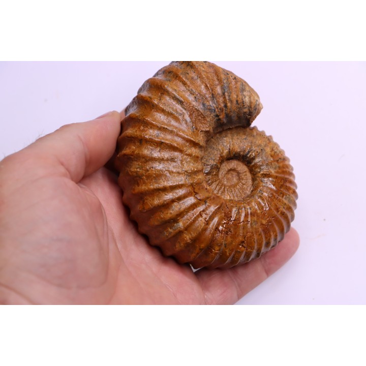 Newboldiceras asiaticum - Cenomanien - Atsimo- Andrefana, Madagascar