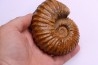 Newboldiceras asiaticum - Cenomanian - Atsimo- Andrefana, Madagascar