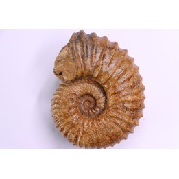 Newboldiceras asiaticum - Cenomanian - Atsimo- Andrefana, Madagascar
