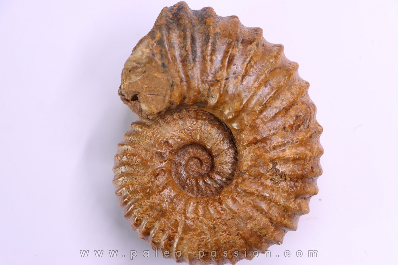 Newboldiceras asiaticum - Cenomanien - Atsimo- Andrefana, Madagascar