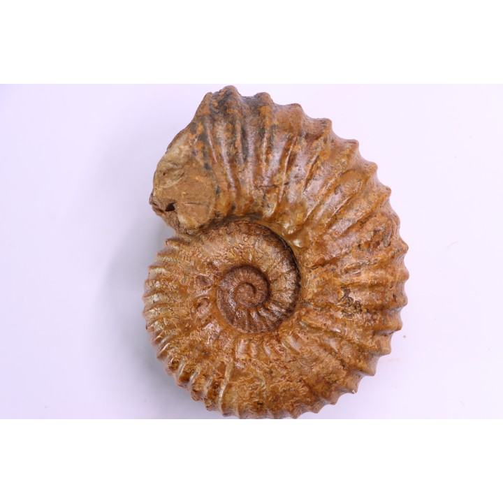 Newboldiceras asiaticum - Cenomanian - Atsimo- Andrefana, Madagascar