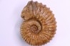 Newboldiceras asiaticum - Cenomanian - Atsimo- Andrefana, Madagascar