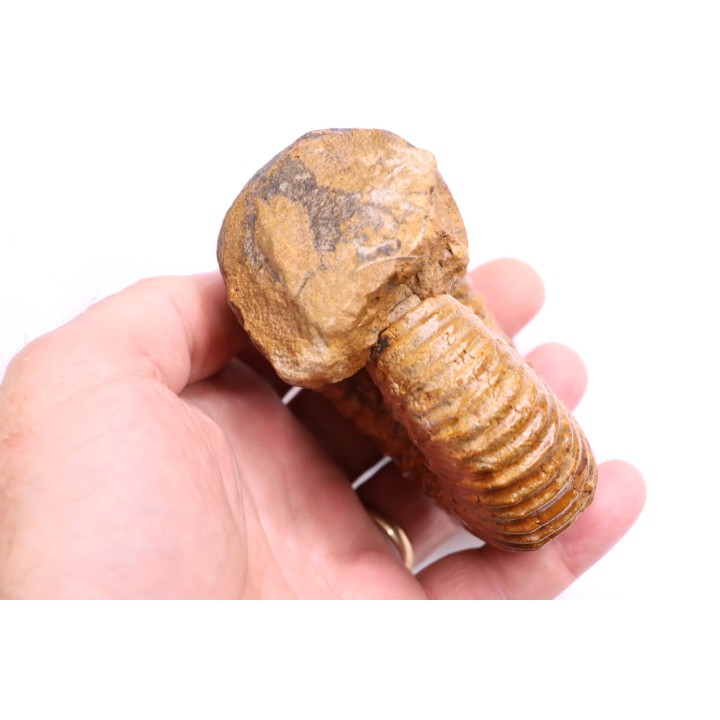 Newboldiceras asiaticum - Cenomanien - Atsimo- Andrefana, Madagascar