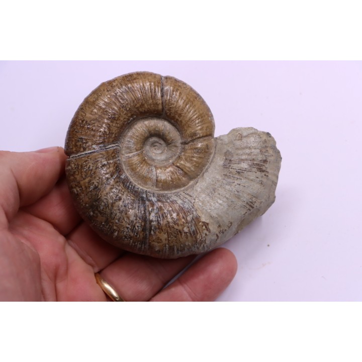 Lytoceras fimbriatum - Carixien - Pulnoy - FRANCE