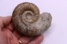 Lytoceras fimbriatum - Carixien - Pulnoy - FRANCE