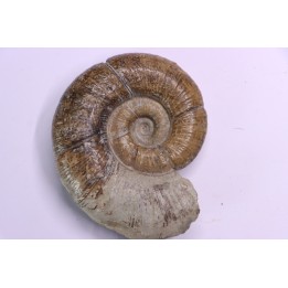 Lytoceras fimbriatum - Carixien - Pulnoy, Nancy FRANCE
