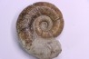 Lytoceras fimbriatum - Carixien - Pulnoy - FRANCE