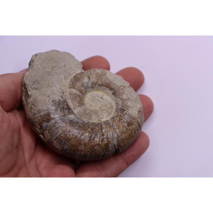 Lytoceras fimbriatum - Carixien - Pulnoy - FRANCE