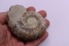 Lytoceras fimbriatum - Carixien - Pulnoy - FRANCE