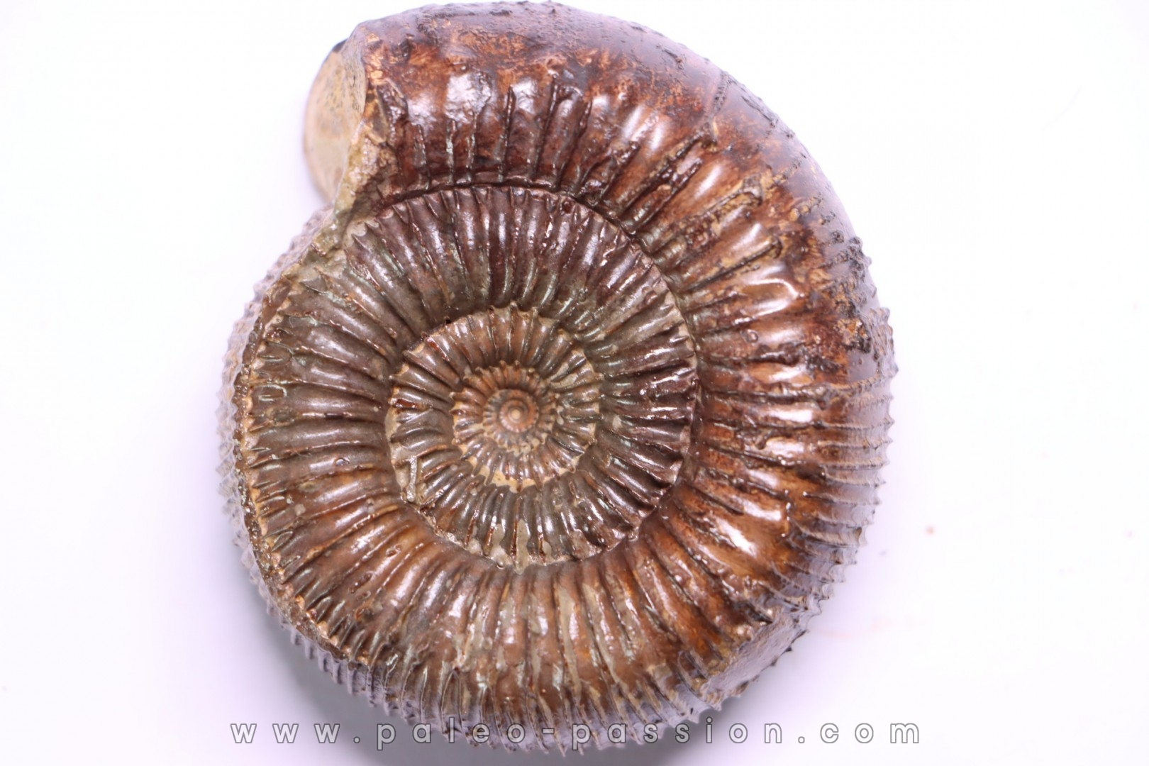 Nodicoeloceras crassoides - Toarcien - Brionnais, France