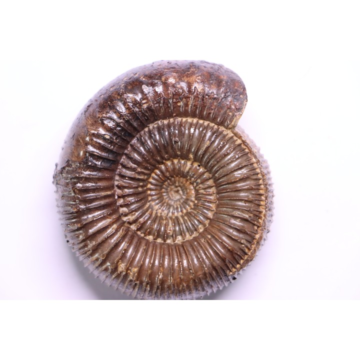 Nodicoeloceras crassoides - Toarcien - Brionnais, France
