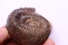 Nodicoeloceras crassoides - Toarcien - Brionnais, France