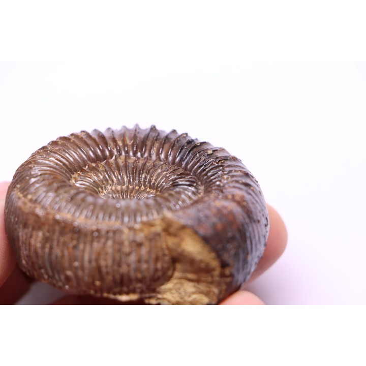 Nodicoeloceras crassoides - Toarcien - Brionnais, France