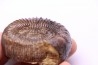 Nodicoeloceras crassoides - Toarcien - Brionnais, France