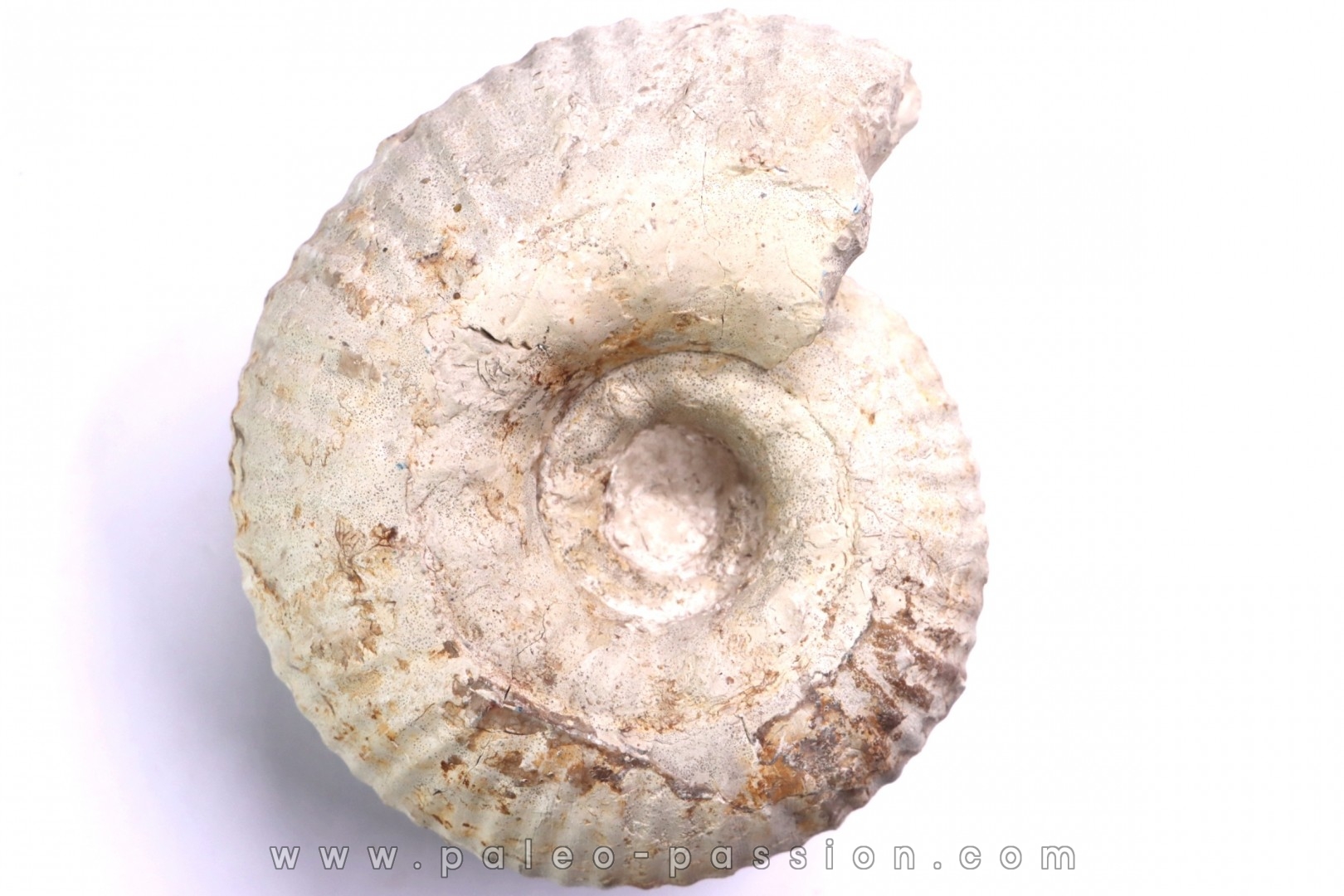 Gravesia gigas - Tithonien - Aube, FRANCE