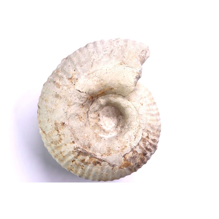 Gravesia gigas - Tithonien - Aube,  FRANCE