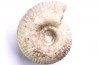 Gravesia gigas - Tithonien - Aube, FRANCE