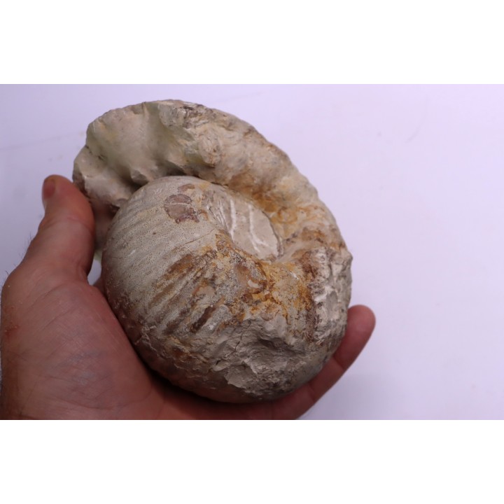 Gravesia gigas - Tithonien - Aube,  FRANCE