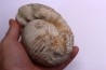 Gravesia gigas - Tithonien - Aube, FRANCE