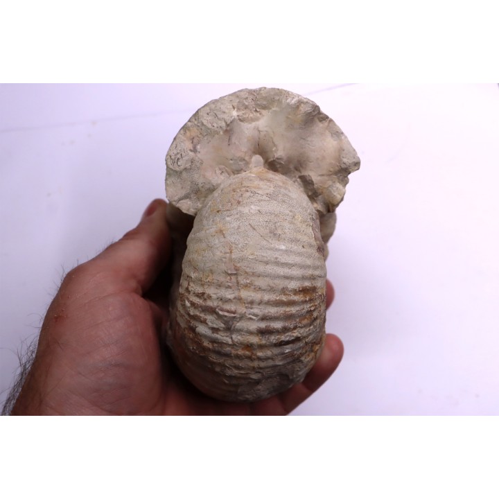 Gravesia gigas - Tithonien - Aube,  FRANCE