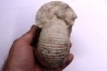 Gravesia gigas - Tithonien - Aube, FRANCE