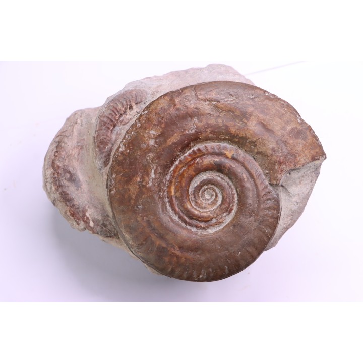 Hildoceras bifrons - toarcian - Belmont, FRANCE