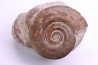Hildoceras bifrons - toarcien - Belmont, FRANCE