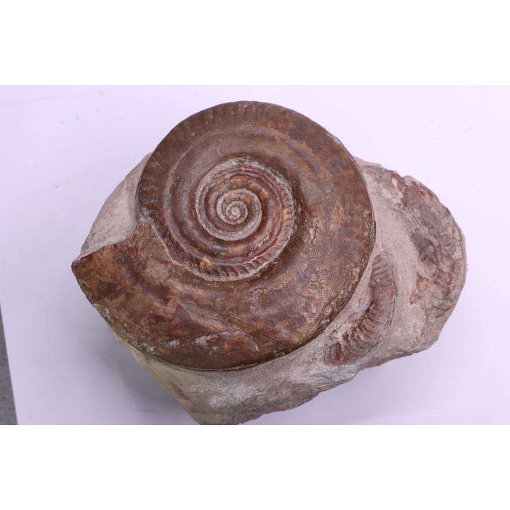 Hildoceras bifrons - toarcian - Belmont, FRANCE